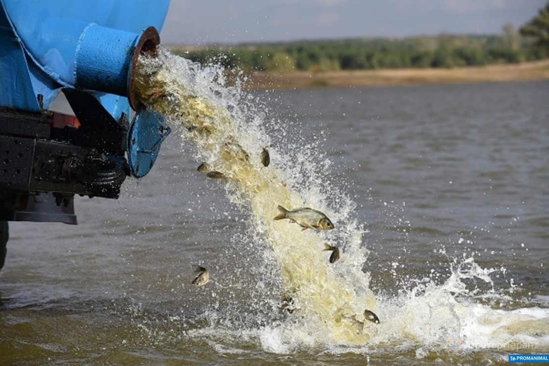 В 2020 году в выксунские водоёмы выпущено более 1600 кг молоди рыбы и отпущено более 150 кг рыбы, выловленной браконьерскими методами