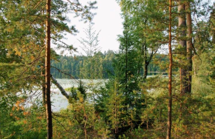 В Нижегородской области сняли запрет на посещение лесов