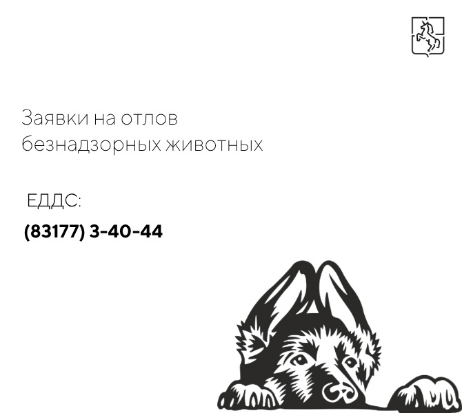 36 безнадзорных собак были отловлены и чипированы в Выксе в сентябре