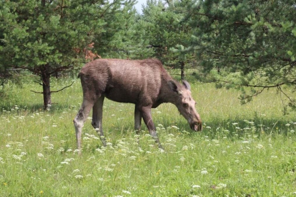 С 15 сентября в Нижегородской области открылся сезон охоты на лосей